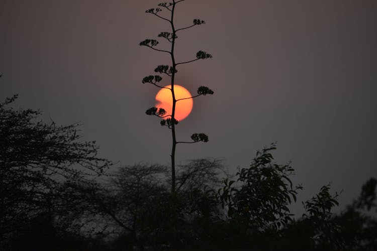 Tree Silhouette On Sunset