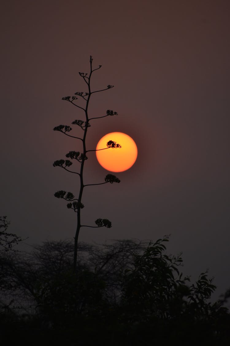 Golden Hour Tree Silhouette