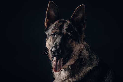 Foto profissional grátis de adorável, animal de estimação, bonitinho