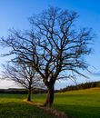 Free stock photo of alone, branch, countryside
