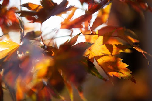 Imagine de stoc gratuită din atmosfera de outono, culoarea toamnei, herbst