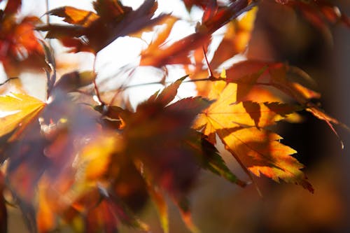 Herbstblätter