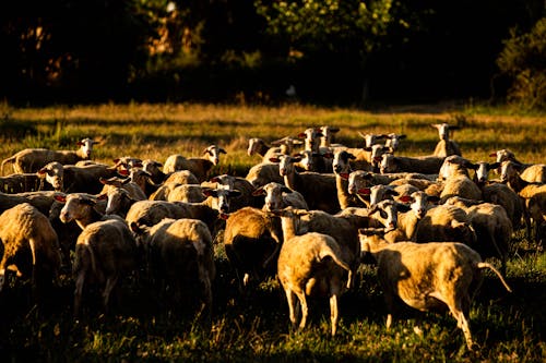 Free Herd of Sheep on Grazing on a Grass Field Stock Photo