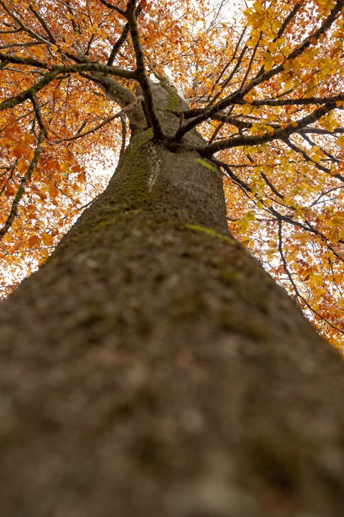 Baumstamm im herbstlichen Gewand