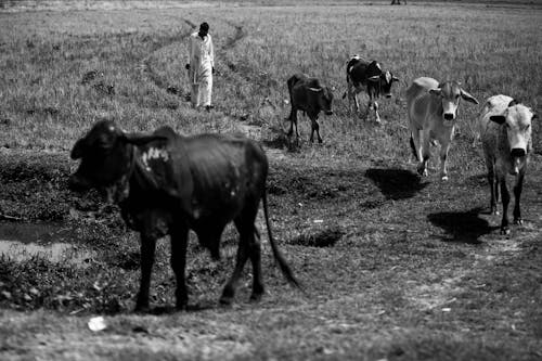 Grayscale Photo of Cows Walking on Grass Field