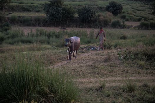 Man and Cow Walking through Pasture