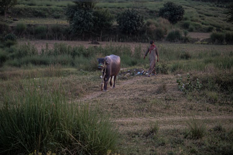 Man And Cow Walking Through Pasture