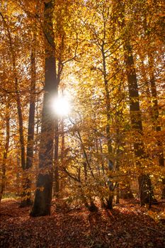 Golden autumn forest in Germany with sunlight filtering through the trees.
