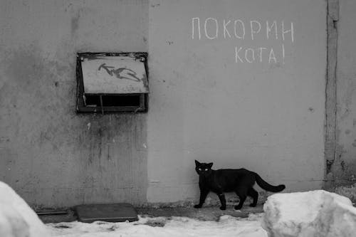 Black Cat on the Street