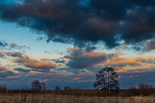 검은 구름, 구름 낀 하늘, 나무의 무료 스톡 사진