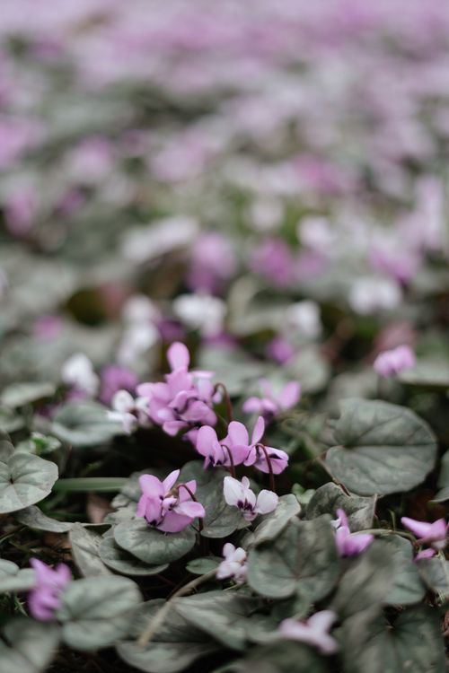 Free Vibrant pink and white cyclamen flowers blooming amidst green leaves in a serene outdoor setting. Stock Photo