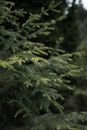 Green Fern Plant in Close Up Photography