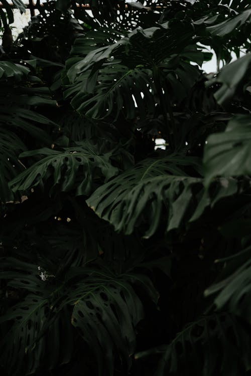 Бесплатное стоковое фото с monstera deliciosa, большие листья, вертикальный выстрел