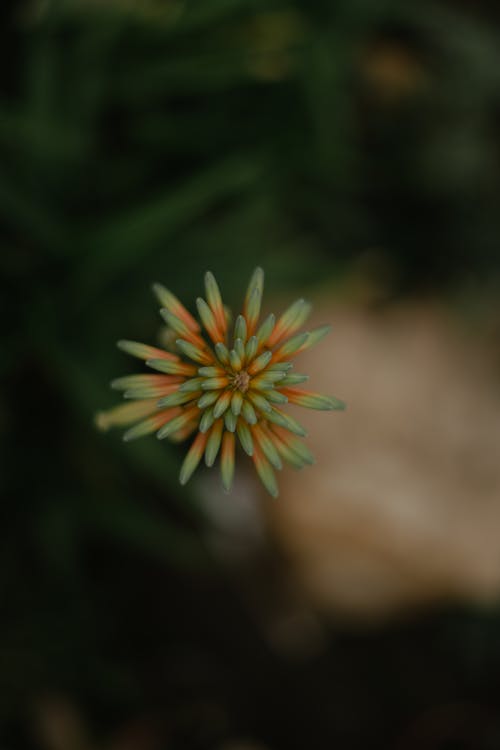 Ücretsiz Aloe Vera, bitki, bitki örtüsü içeren Ücretsiz stok fotoğraf Stok Fotoğraflar