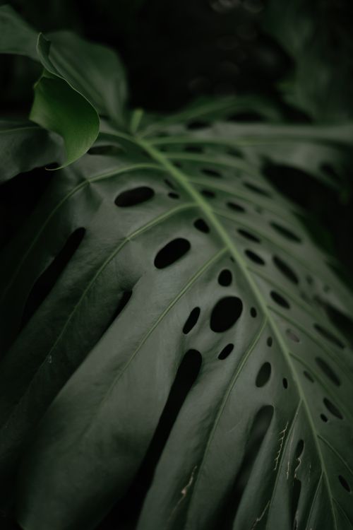Free Detailed view of a lush green Monstera leaf, showcasing its natural perforations and texture. Stock Photo