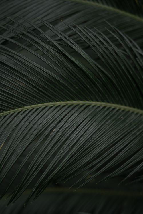 Free Close-up of dark green palm leaves with textured details. Stock Photo