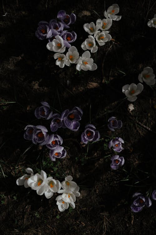 Gratuit Imagine de stoc gratuită din brândușă, floare, floră Fotografie de stoc