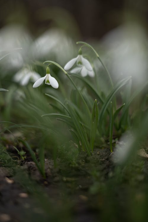 ฟรี คลังภาพถ่ายฟรี ของ กลีบดอก, ความชัดลึก, ดอกไม้สีขาว คลังภาพถ่าย