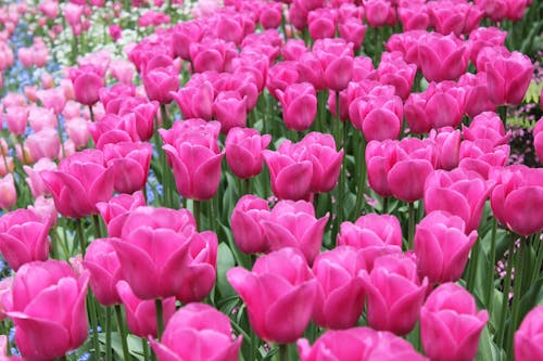 Photo of Pink Tulips
