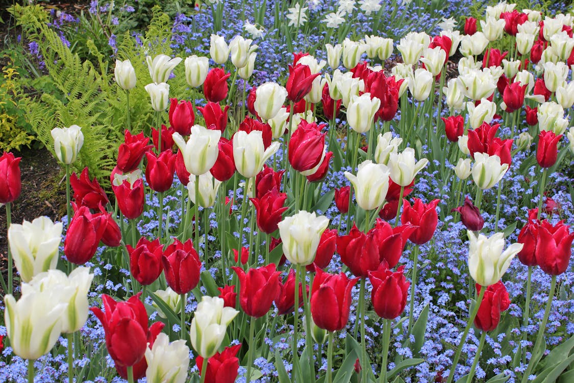 Tulips Flowers in Bloom