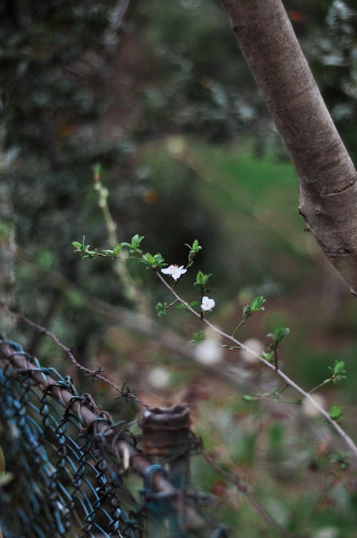 A Plant Beside the Barbed Wire Fence