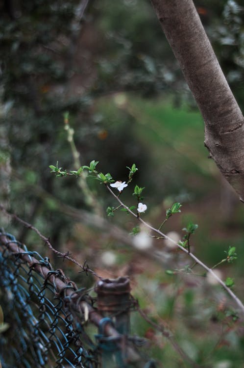 Free A Plant Beside the Barbed Wire Fence Stock Photo