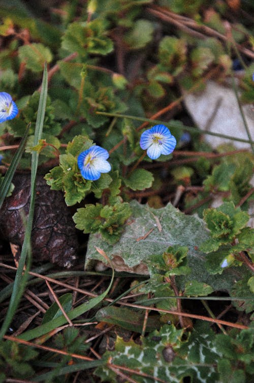 Close Up Photo of Flowers