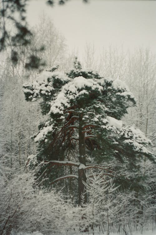 Gratis Immagine gratuita di albero, conifera, freddo Foto a disposizione
