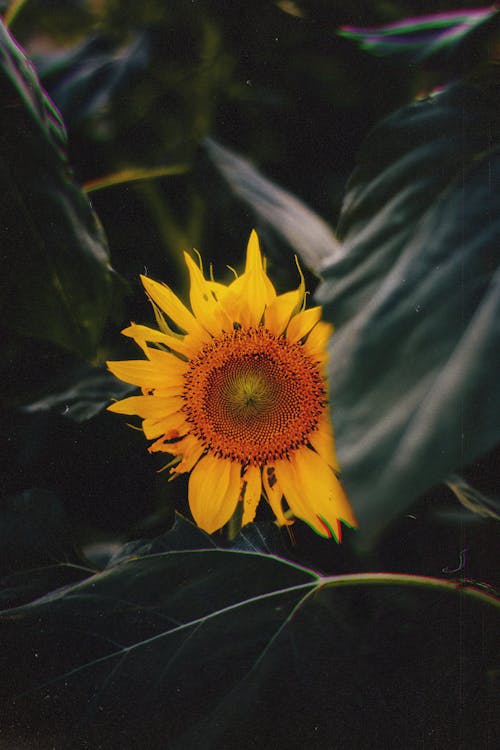 Sunflower Between Green Leaves