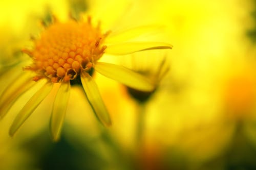 Free stock photo of flowers, macro photography, yellow