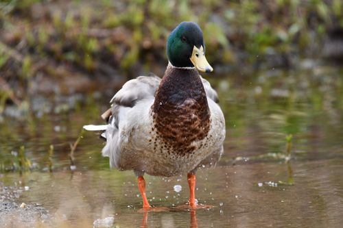 Free A vibrant mallard duck standing in a serene wetland environment. Stock Photo