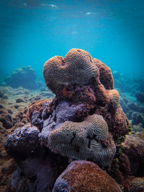 Free Corals on Rocks Under the Sea Stock Photo