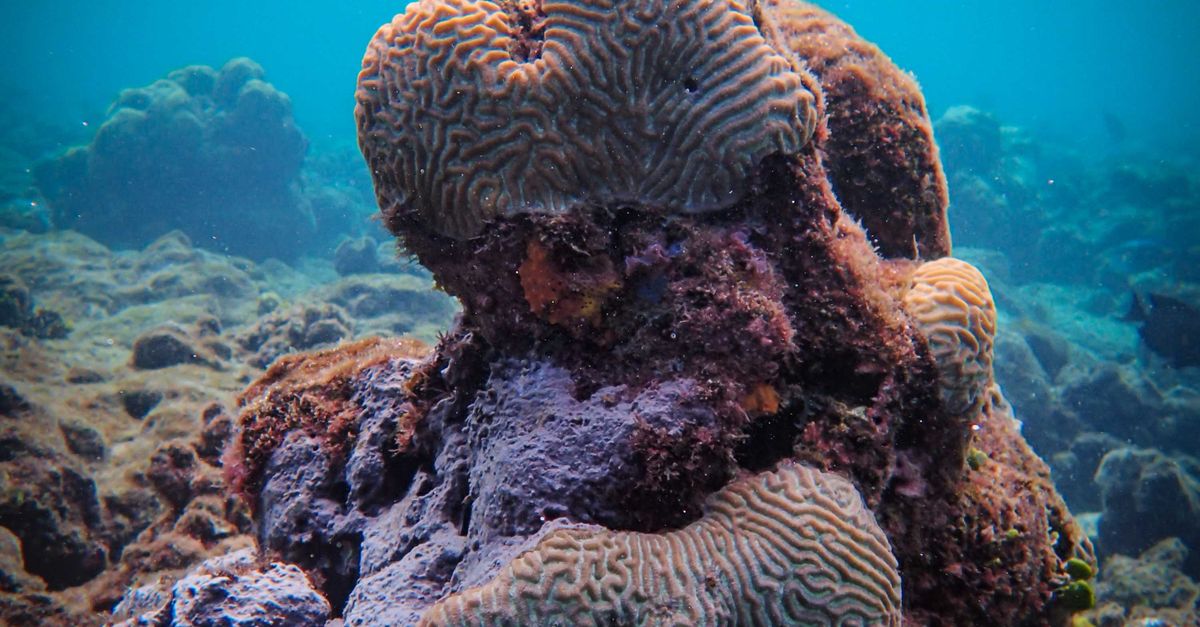 Coral Sea Rocks Corals on Rocks Under the Sea · Free Stock Photo