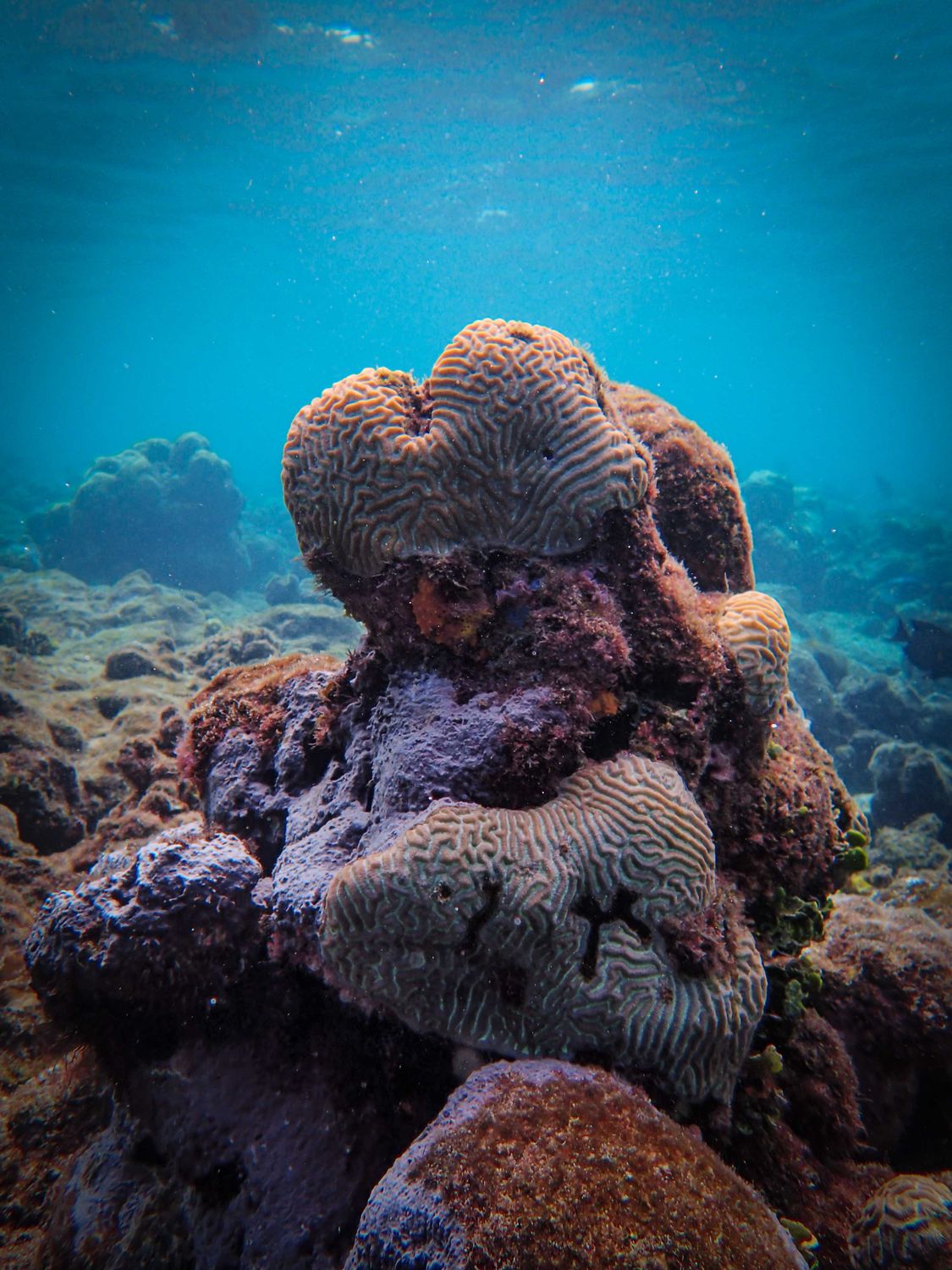 Coral Sea Rocks Corals on Rocks Under the Sea · Free Stock Photo
