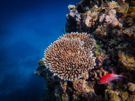 Diverse marine life with coral reefs and striking red fish in a blue aquatic setting.
