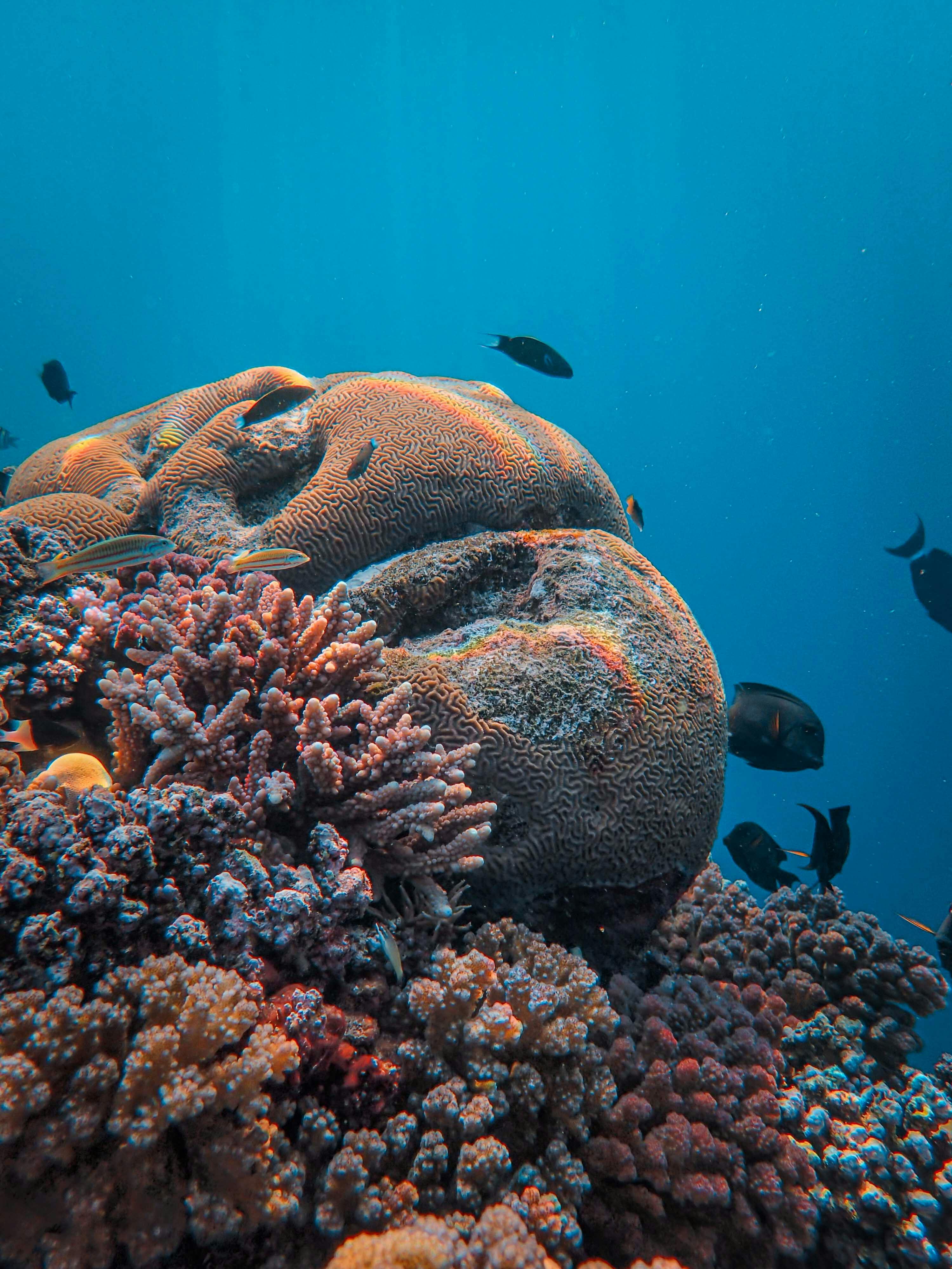 A captivating scene of a colorful coral reef featuring brain coral and swimming fish in the sea.