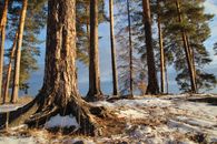Snow Covered Ground and Tall Trees