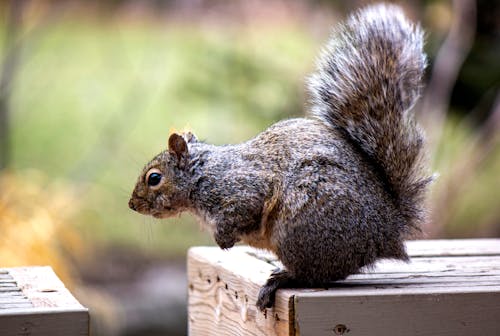 Free Squirrel Jumping Off a Wooden Platform Stock Photo