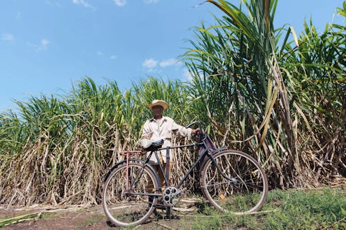 Ilmainen kuvapankkikuva tunnisteilla latinalaisamerikkalainen mies, maaseudun, maatila