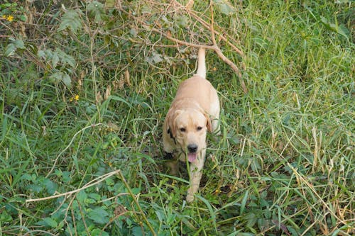 Gratis stockfoto met beest, ghaziabad, gras