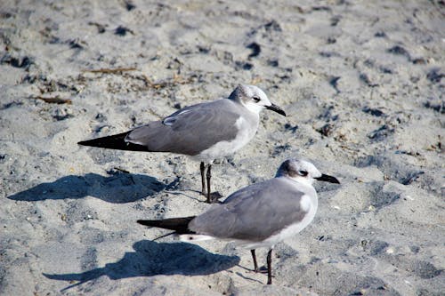 Free Gulls Perched on Sand Stock Photo