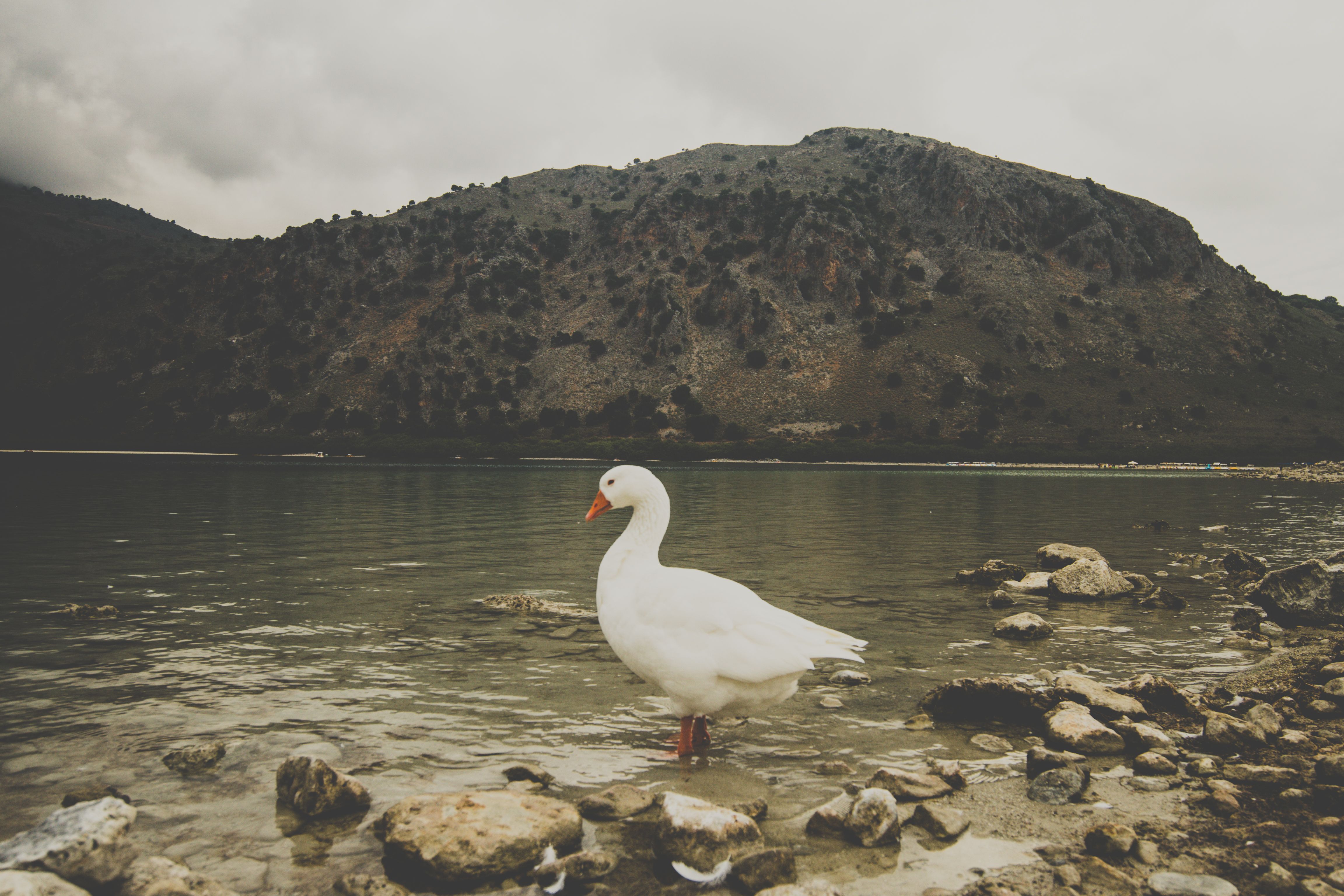 אגם אגיה + פלמינגו (Agyia Lake)