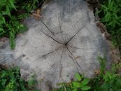 Floral Stump