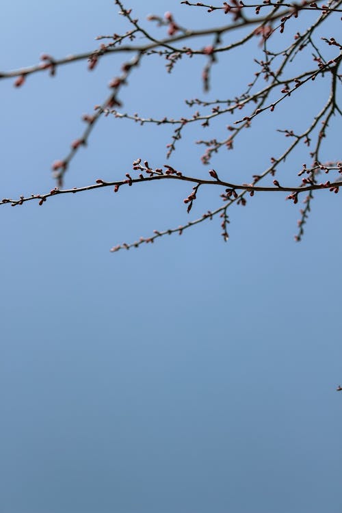 Foto profissional grátis de árvore, botões de folha, céu azul