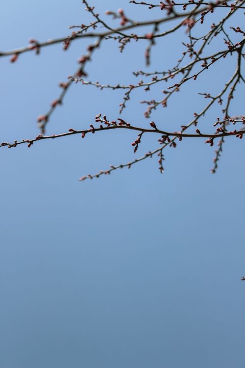 Free Delicate tree branches with budding leaves set against a vibrant blue sky, signaling the arrival of spring. Stock Photo