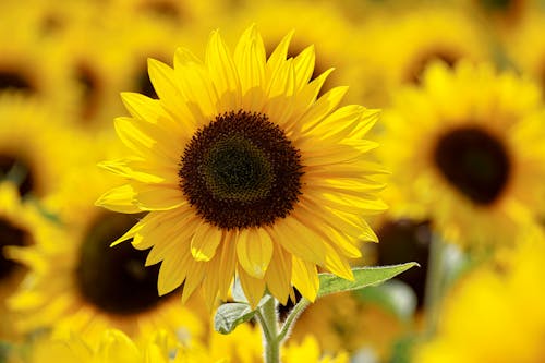 Photographie Peu Profonde De Champ De Tournesol Jaune Sous Un Ciel Ensoleillé