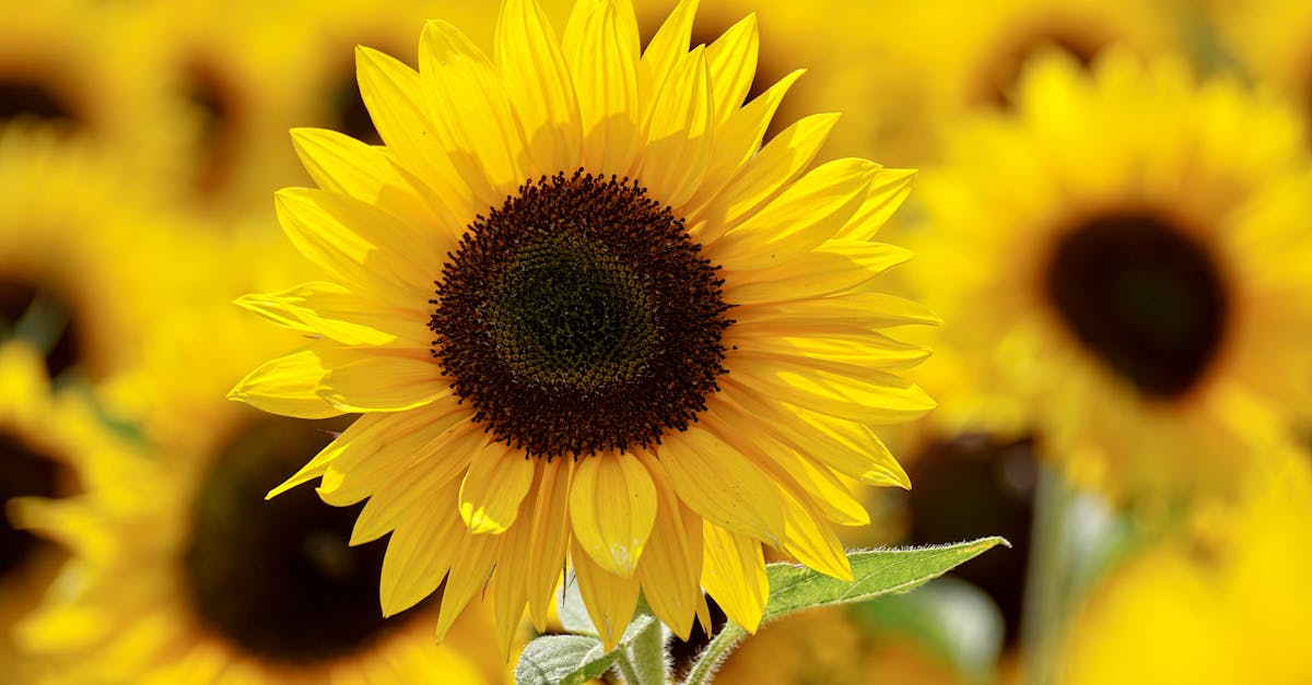 西班牙南部太陽能擴張,橄欖油產業的抗爭故事