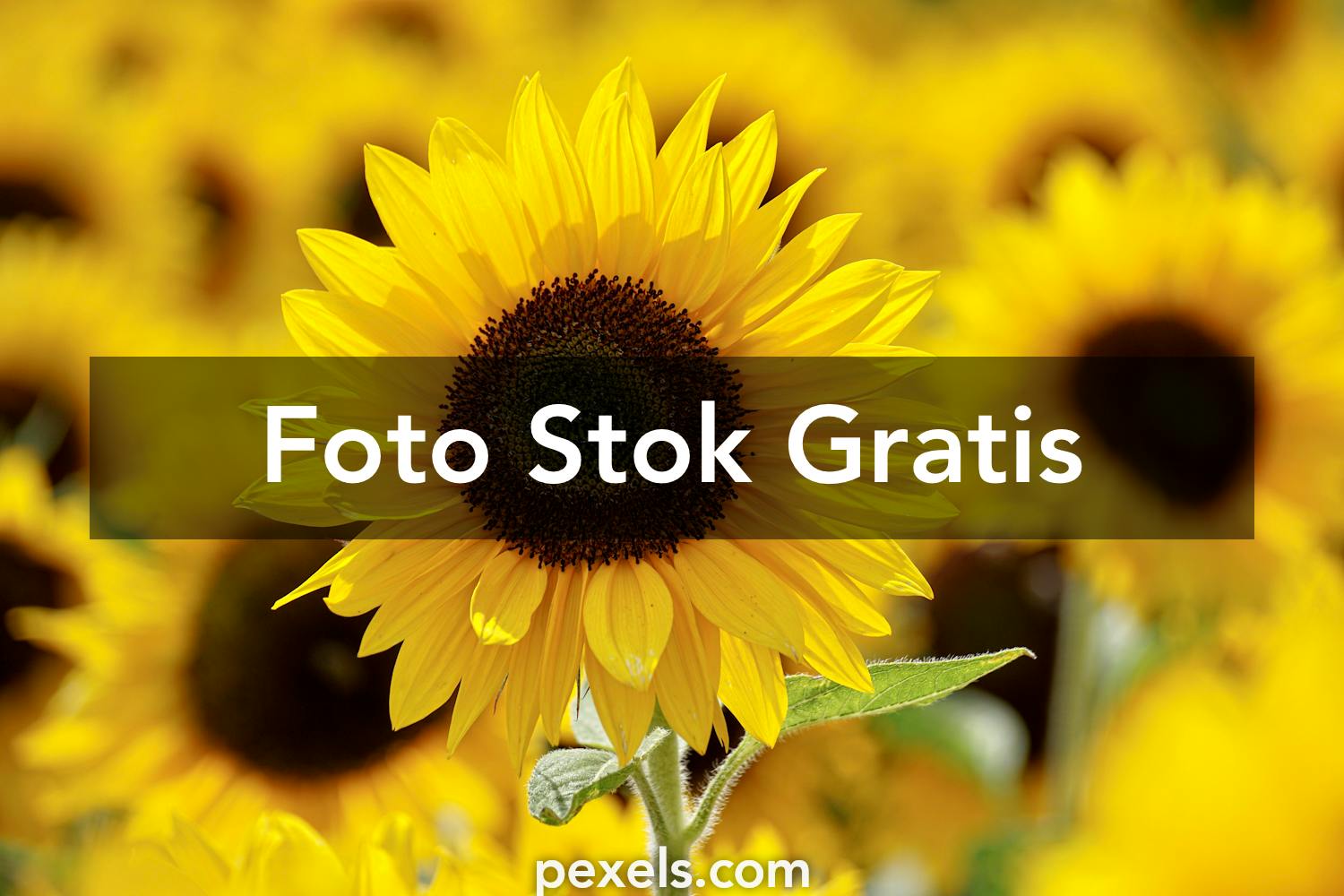 1000 Foto Bunga Matahari Pexels Foto Stok Gratis