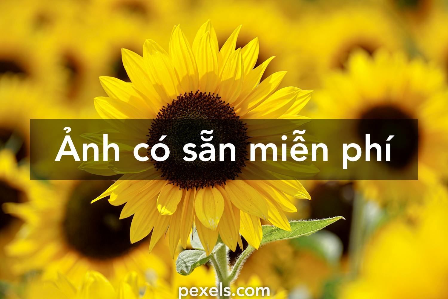 Hình vẽ hoa hướng dương đẹp tựa game Sunflowers có phải miễn phí trên Pexels không?