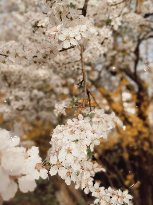 Δωρεάν στοκ φωτογραφιών με άνθη, άνθη κερασιάς, ανθίζω Φωτογραφία από στοκ φωτογραφιών